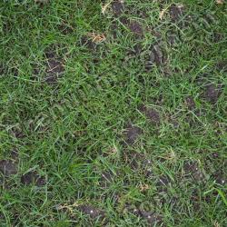 Seamless Grass